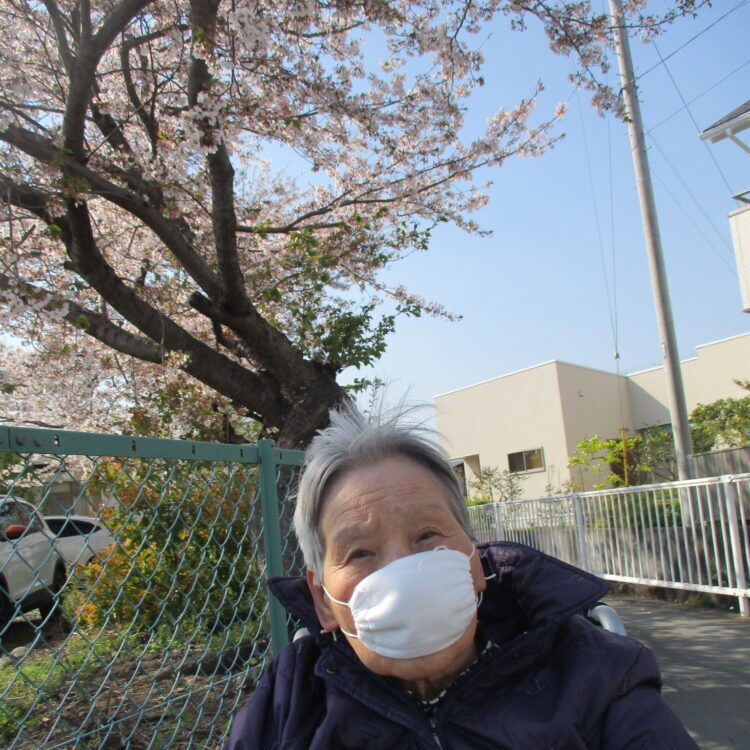 富士市グループホーム_ソメイヨシノと芝桜で春満喫
