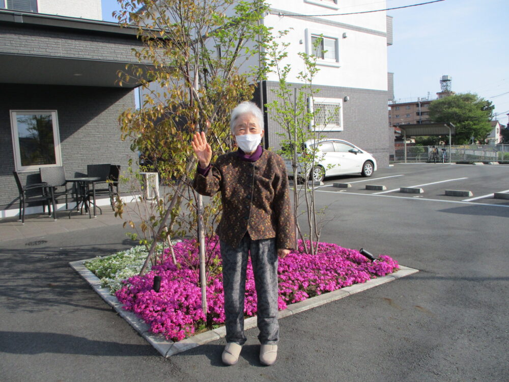 富士市グループホーム_ソメイヨシノと芝桜で春満喫