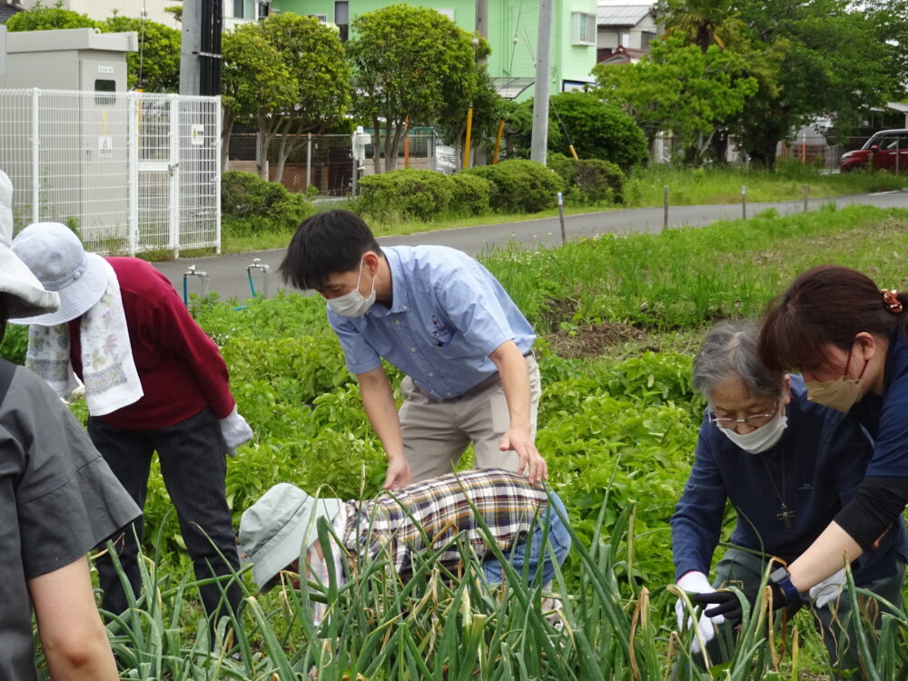 八幡グループホーム 　地域交流「野菜の収穫」