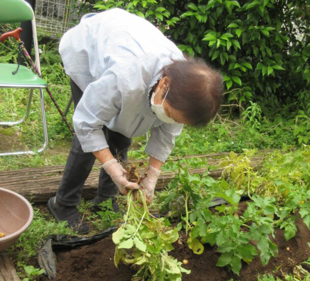 静岡市葵区グループホーム_畑のジャガイモ収穫