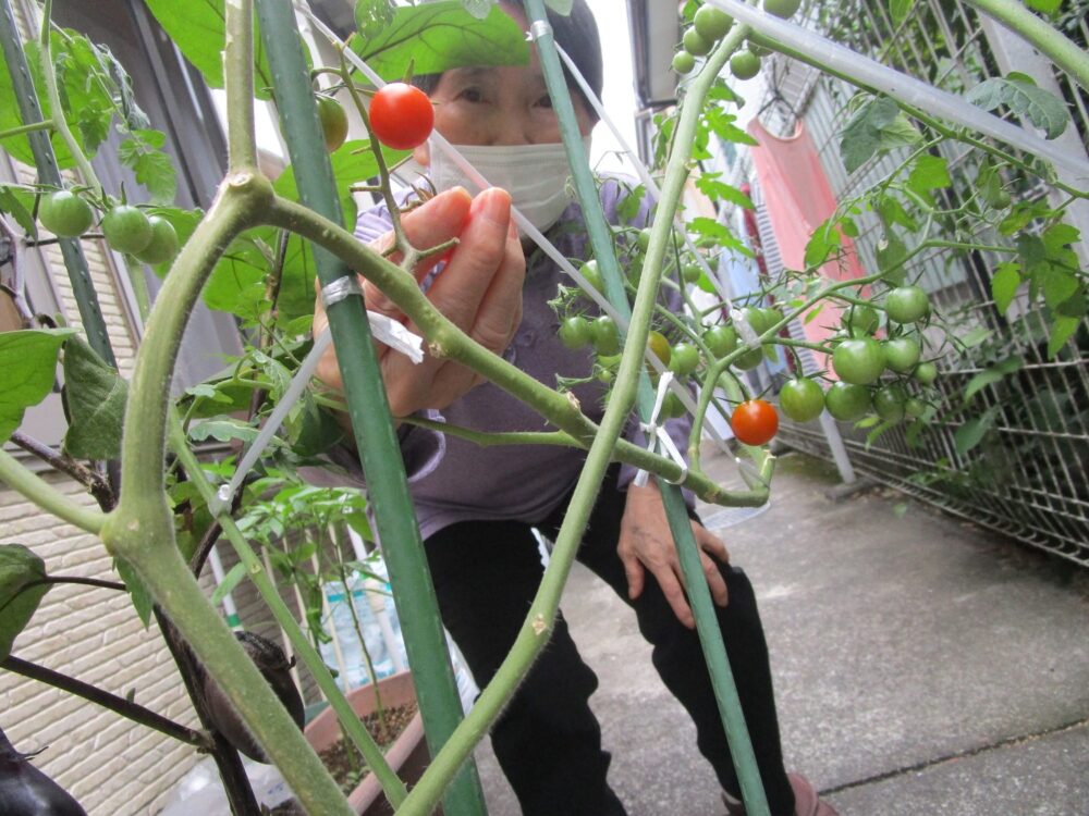 静岡市葵区グループホーム_野菜の収穫開始しました