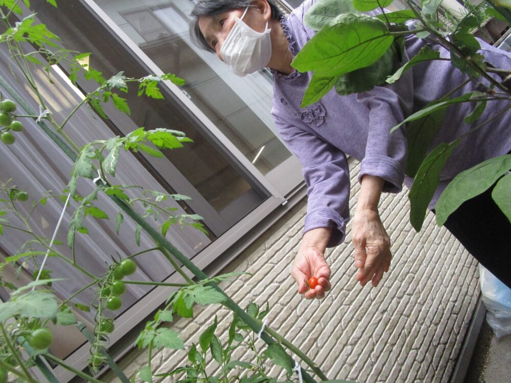 静岡市葵区グループホーム_野菜の収穫開始しました