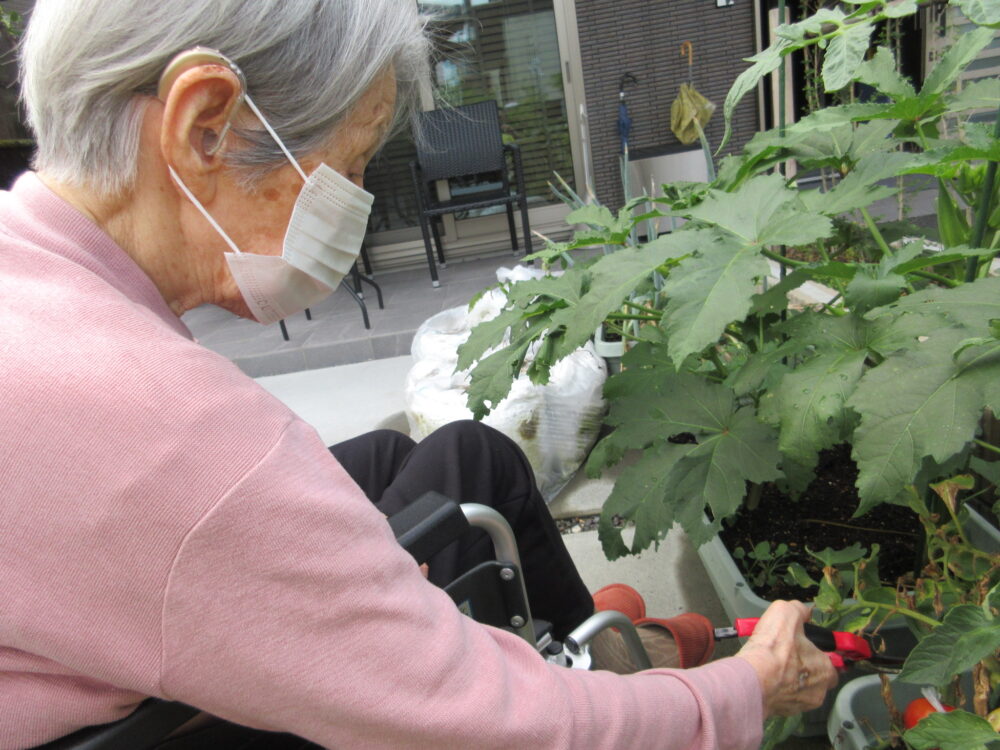 島田市グループホーム_野菜の収穫