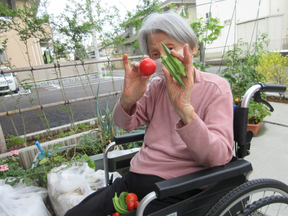 島田市グループホーム_野菜の収穫