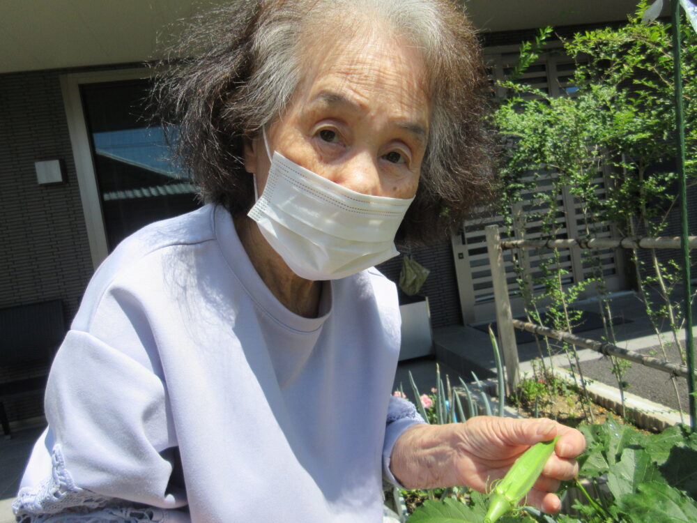 島田市グループホーム_野菜の収穫