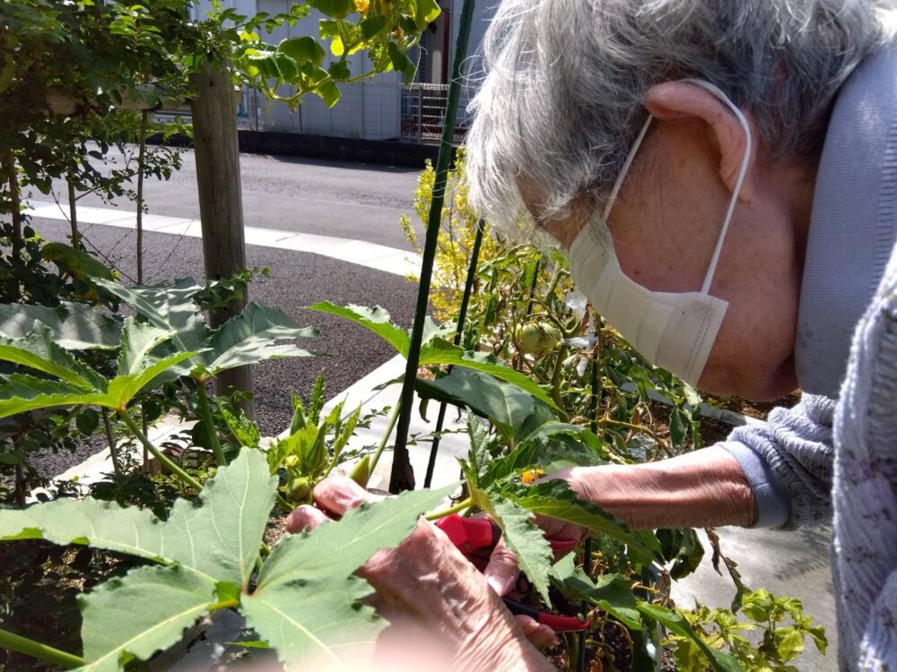 島田市グループホーム_野菜の収穫