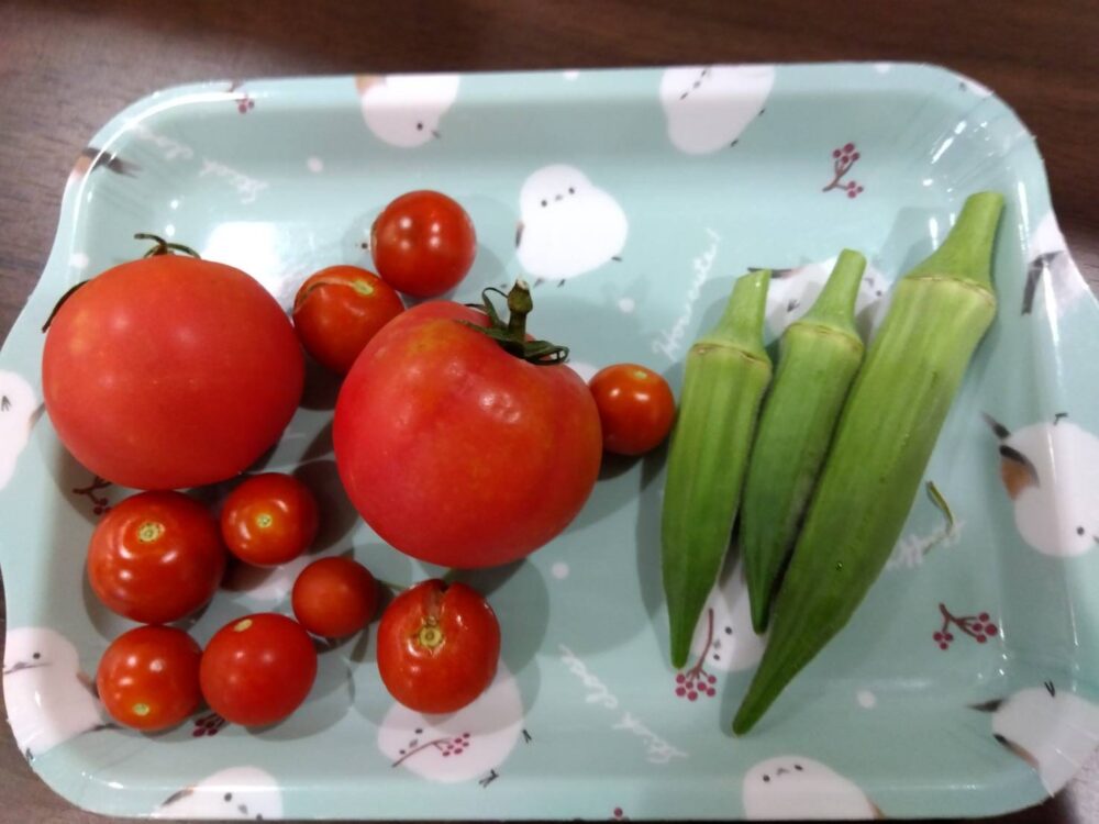 島田市グループホーム_野菜の収穫