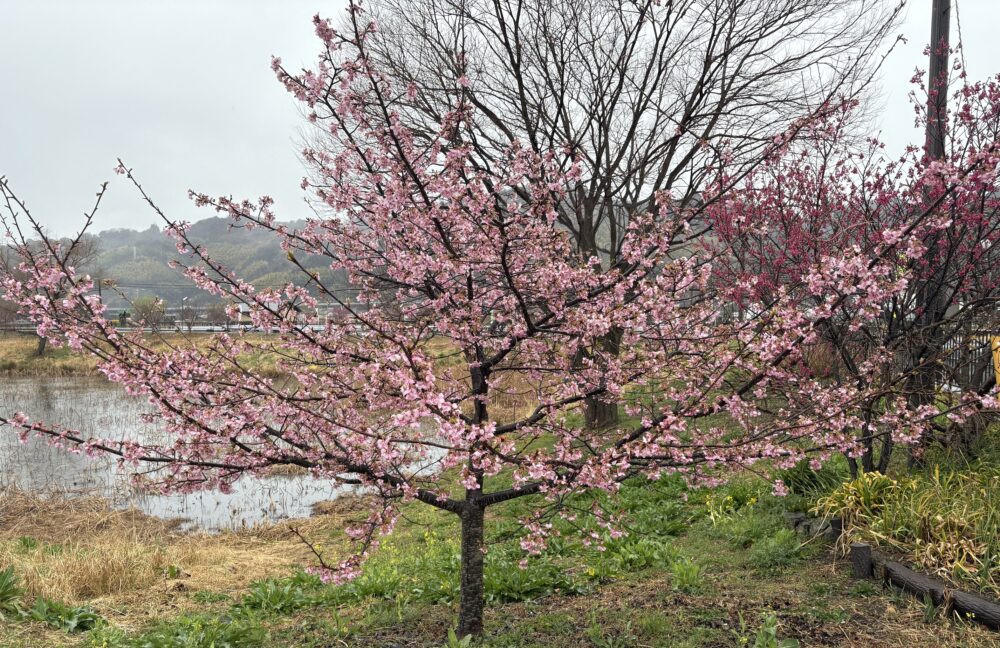 静岡市葵区グループホーム_外出レクリエーション2025桜鑑賞ドライブ