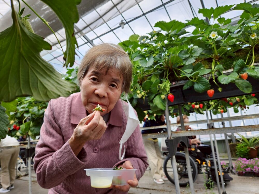 藤枝市グループホーム_青葉町悠々散歩Vol5いちご狩りツアー