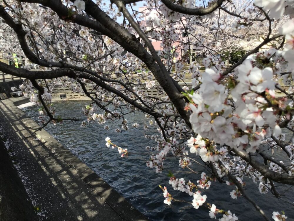 静岡市駿河区グループホーム_お花見