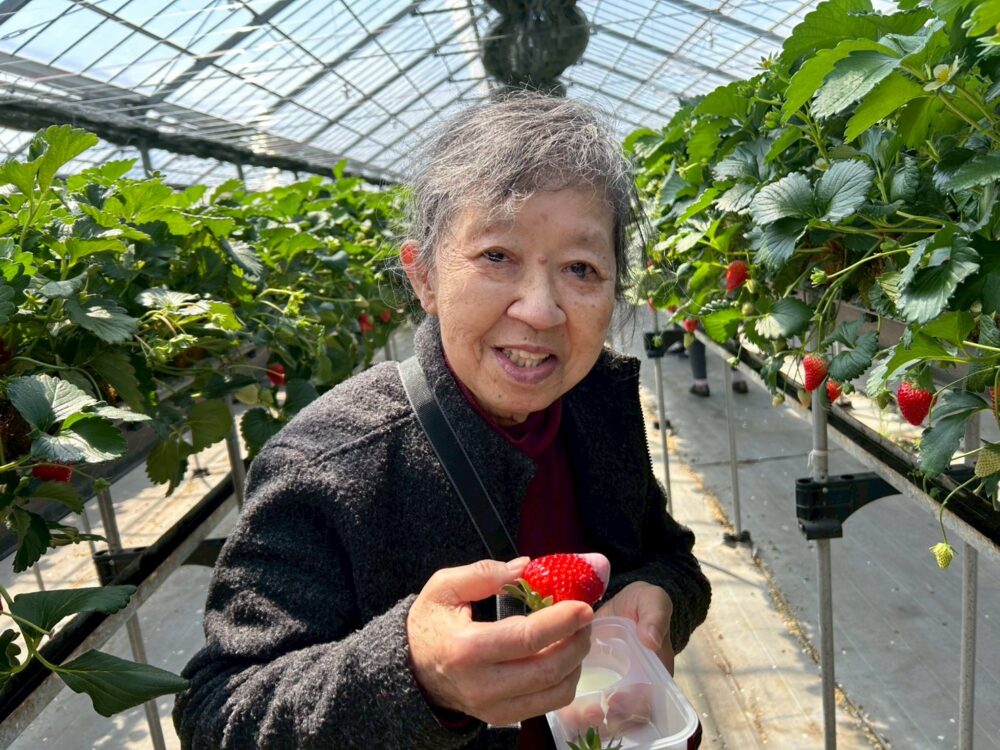 藤枝市グループホーム_青葉町悠々散歩Vol5いちご狩りツアー