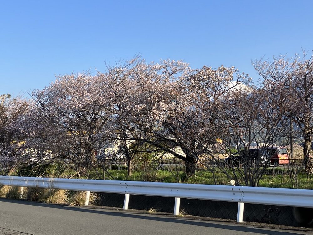 沼津市グループホーム_お花見ドライブ2025