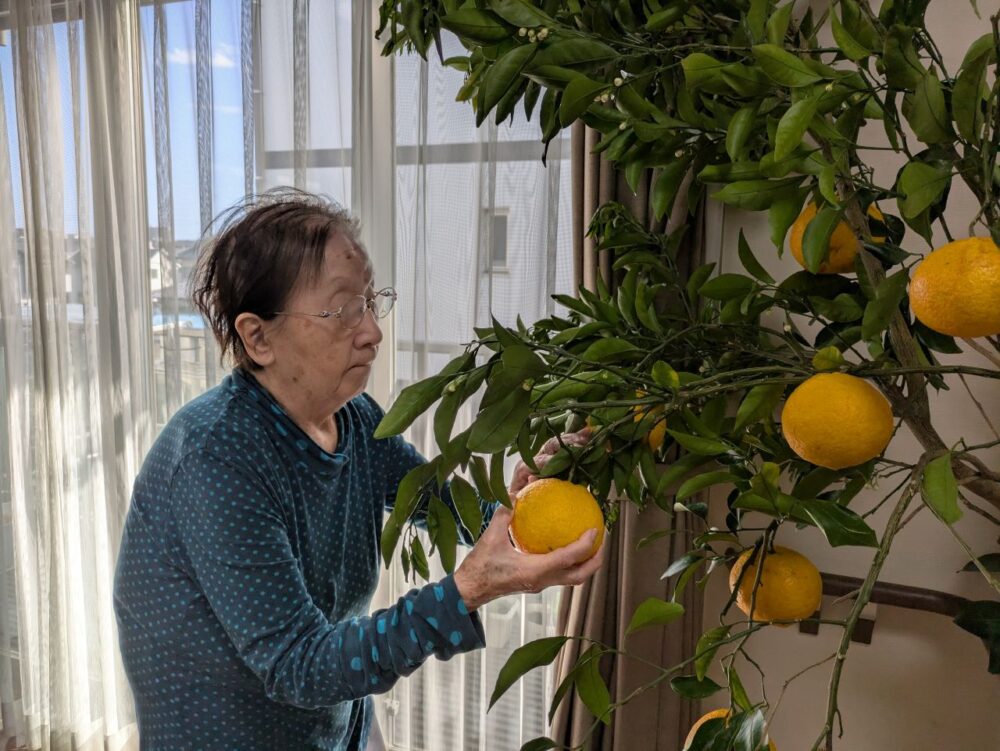 富士市グループホーム_甘夏狩りレクリエーション