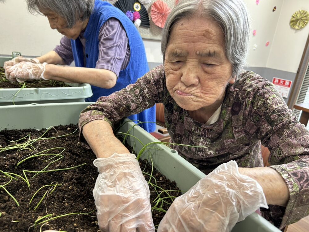 島田市グループホーム_来年にむけて玉ねぎを植えよう