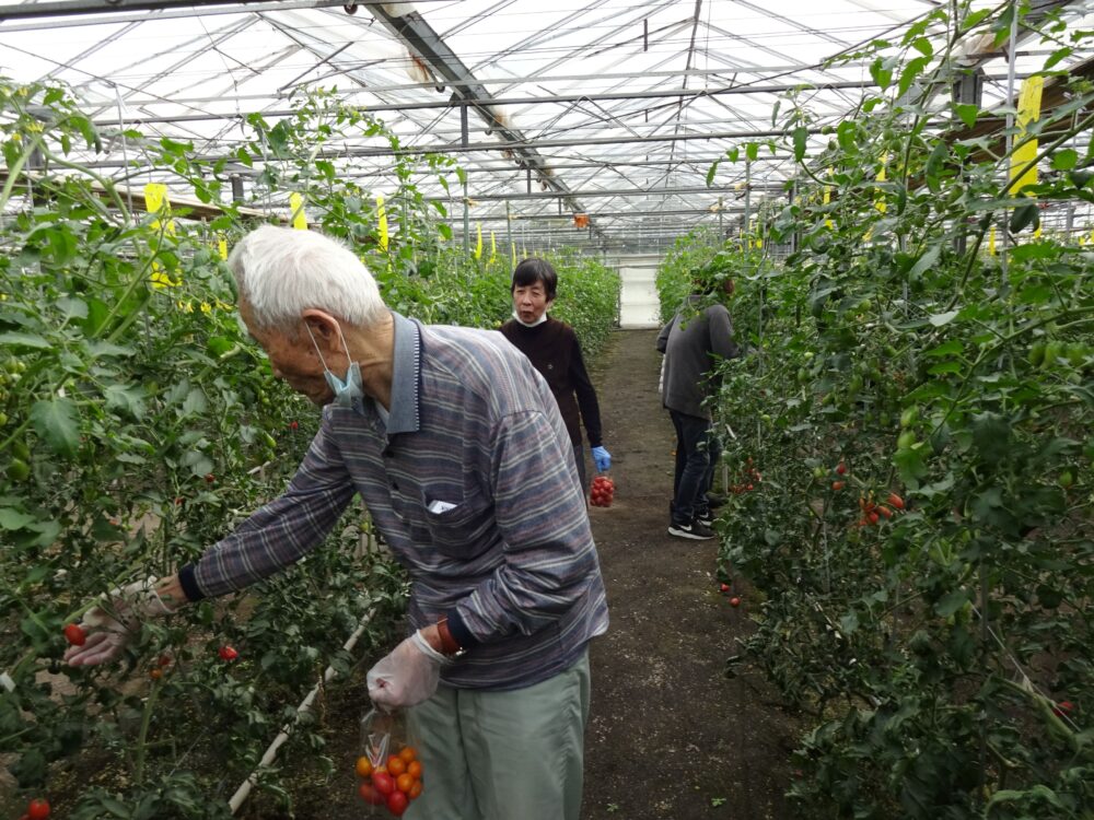 静岡市駿河区グループホーム_トマト狩り開催