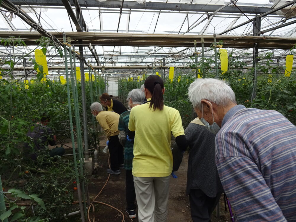 静岡市駿河区グループホーム_トマト狩り開催
