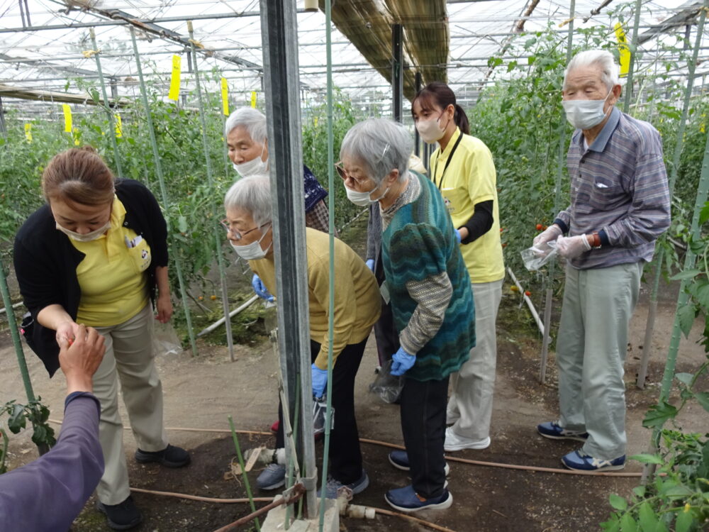 静岡市駿河区グループホーム_トマト狩り開催