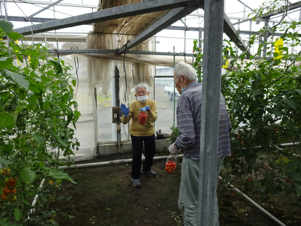 静岡市駿河区グループホーム_トマト狩り開催