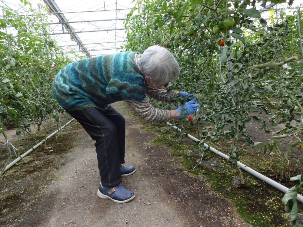 静岡市駿河区グループホーム_トマト狩り開催