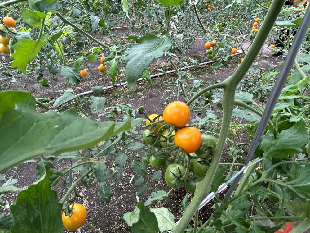 静岡市駿河区グループホーム_トマト狩り開催