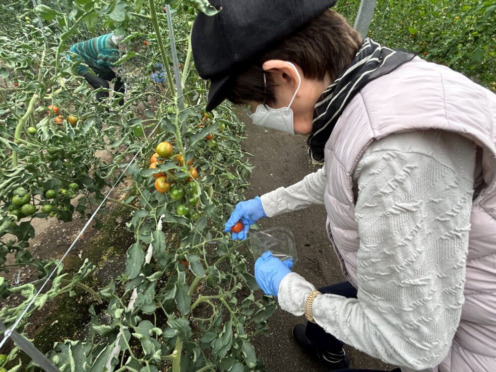 静岡市駿河区グループホーム_トマト狩り開催