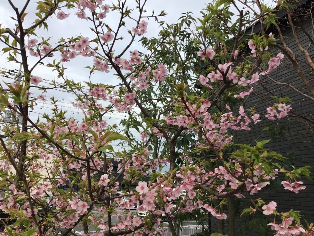 加島グループホーム 春の訪れ~プチお花見~